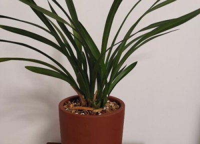 兰花花芽分化期如何施肥 兰花花芽分化期如何进行养护