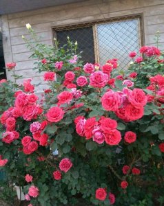 绯扇月季有哪些特点和优点 灌木状月季花绯扇四季开花