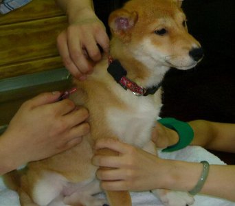 狗有跳蚤怎么办能除根 狗身上有跳蚤快速清除土方法