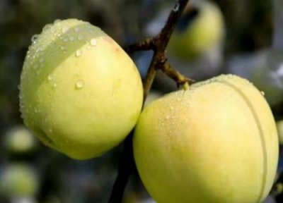明月苹果品种介绍 青森明月产地、成熟期、市场价格
