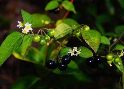 龙葵叶子的功效与作用 龙葵叶子的功效与作用及食用方法