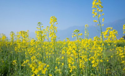 油菜花是什么季节开的 全国油菜花开花时间表