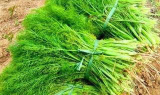 茴香有什么功效 茴香的功效