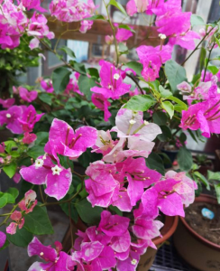 三角梅品种介绍及图片 三角梅10个勤花品种介绍