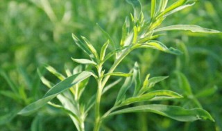 地肤子适合什么季节播种 地肤子哪个时间适合播种