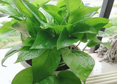 绿萝生长习性 绿萝的养殖方法和注意事项有哪些