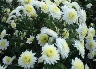 贡菊和胎菊区别 贡菊和胎菊的区别