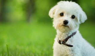 狗拉肚子可以喝酸奶吗 狗拉肚子还能喝酸奶吗