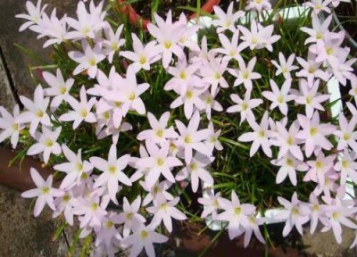 风雨兰花语象征与寓意 解读风雨兰的象征意义