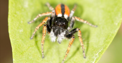 昆虫属于哪一类动物类型 地球上种类数量最多最繁盛的动物