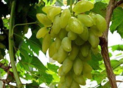 金手指葡萄种植地方 金手指葡萄适合什么地方种植