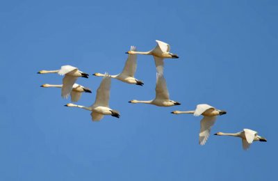 天鹅会飞吗什么时候迁徙 天鹅为什么总是北迁后又返回