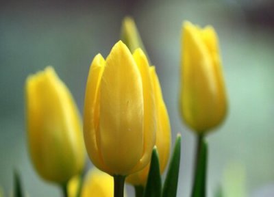 家里为什么不能种郁金香 放在家里风水好不好