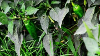 辣椒淹水后塌叶还能活吗 辣椒水淹后叶子萎蔫怎么救活