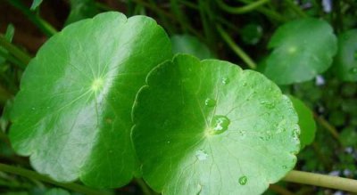 铜钱草可以放在卧室吗 在房间养铜钱草的好处与坏处