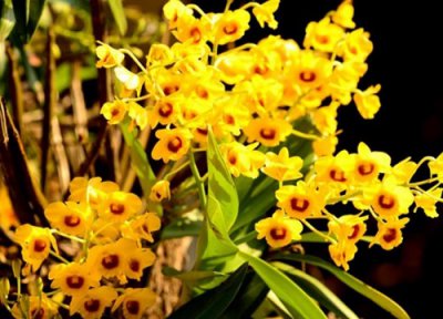 石斛叶子烂是什么原因 石斛烂根的原因以及解决方法