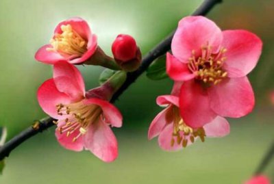 海棠树什么时候开花 盆栽海棠花花期时间有多久