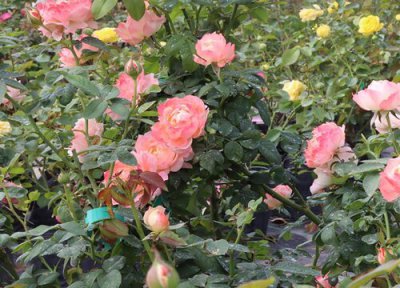 月季只长枝条没花苞要修剪吗 剪枝后长新芽还能再修剪吗