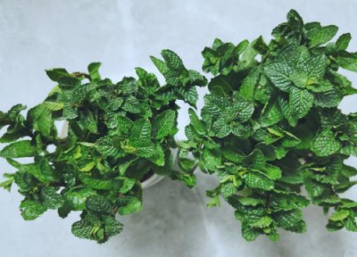 薄荷喜水还是喜旱 薄荷喜湿还是喜干旱
