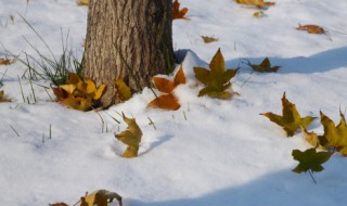 新鲜叶子永久保存方法 树叶怎样长期保存新鲜