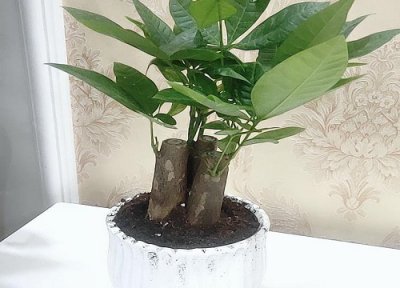 屋里放什么植物风水好 适合摆放在家里养的风水绿植