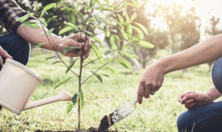 榕树在家种植方法 榕树怎么在家种植