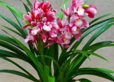 春季如何给兰花促芽 如何促进兰花发新芽