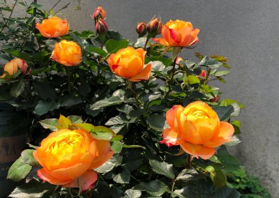 浪漫宝贝月季的优缺点 浪漫宝贝月季耐晒、耐热耐寒