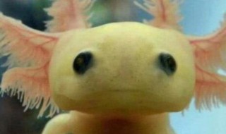 六角龙鱼死亡征兆 六角龙鱼死亡原因