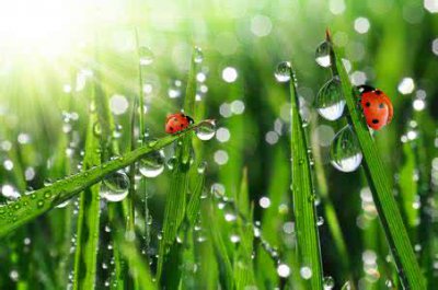 露水的作用与功效 露水对植物的作用