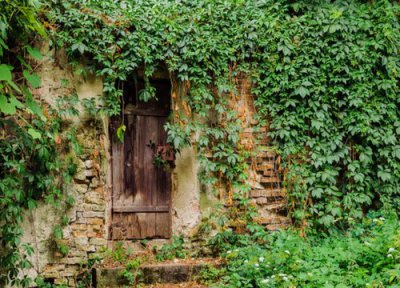 家里抽烟养什么植物好 室内抽烟养什么植物好