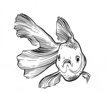 金鱼不喂食能活多久 金鱼长时间不喂食会不会饿死