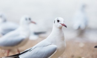 专家怎么判断鸽子公母 如何鉴别鸽子的性别