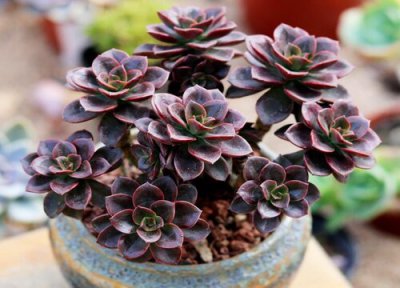 多肉好养活吗 多肉容易养活吗