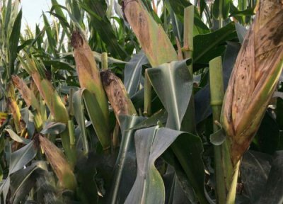 汉单135玉米种简介 汉单135玉米品种审定公告介绍