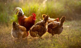 新手蛋鸡养殖注意事项 蛋鸡饲养管理要点和注意事项