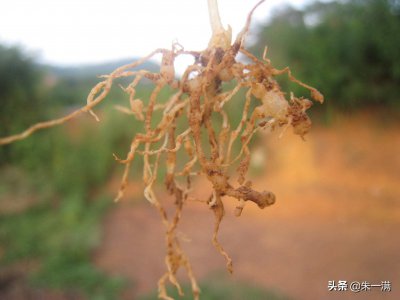 根结线虫用什么治简单彻底 防治根结线虫的方法有哪些