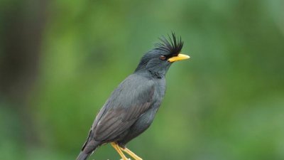 八哥怎么养才会说话 训练八哥学会说人语的小窍门