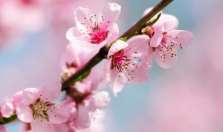 春节门上挂什么树枝辟邪 春节门上挂哪种树枝辟邪