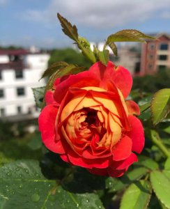 爬藤月季哪个品种最好看 哪一款爬藤月季最好养最美