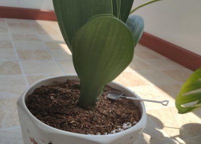 君子兰偏侧了怎么办 君子兰歪头的原因及解决方法