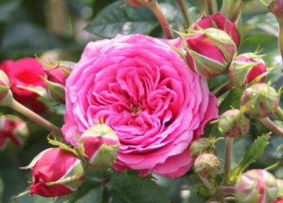 月季夏季生长缓慢吗 月季生长最快的温度与季节