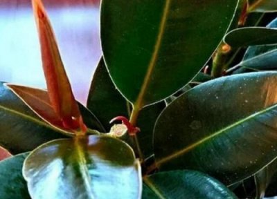 橡皮树怕冷怎么办 如何安全过冬