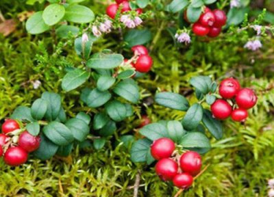 蔓越莓和树莓是一种水果吗 不是一种东西