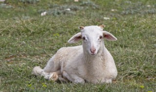 羊身上哪个部位最好吃 羊身上什么部位的肉更加好吃