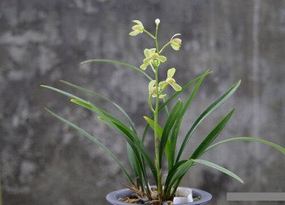 建兰中香味最浓的品种 浓香型建兰哪个品种花期长