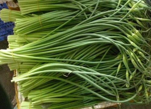 蒜苔什么时候收获