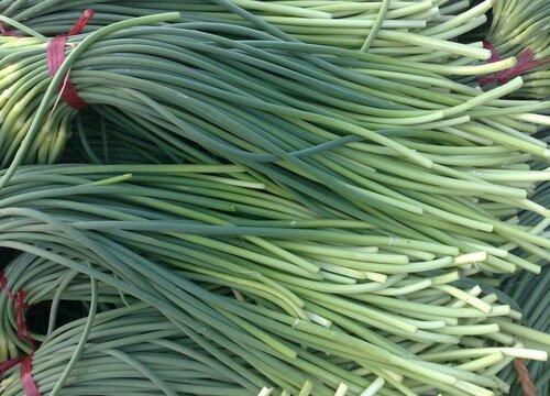 蒜苔什么时候收获