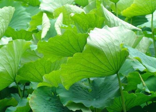 荷叶代表什么象征意义