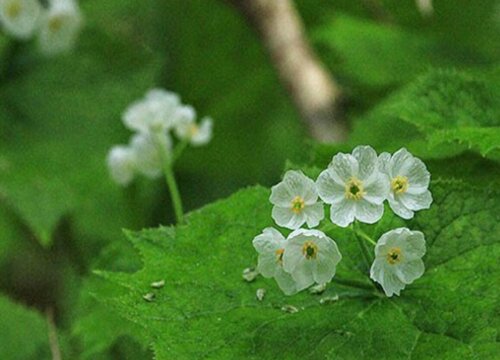 荷叶代表什么象征意义